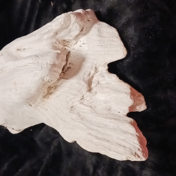 Petrified wood - Picture 6 of 16